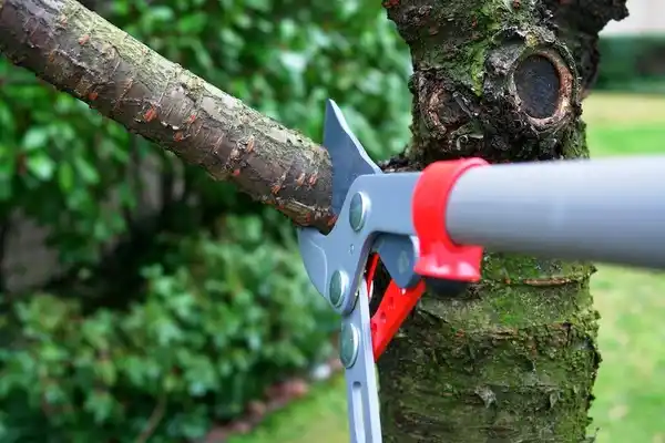 tree services Swansea